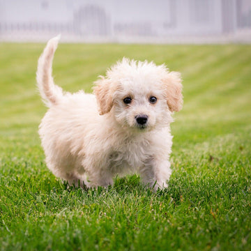 Why Does Artificial Turf Smell? 7 Common Causes & Fixes